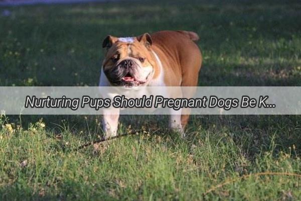 Nurturing Pups Should Pregnant Dogs Be Kept Apart Unveiling the Truth